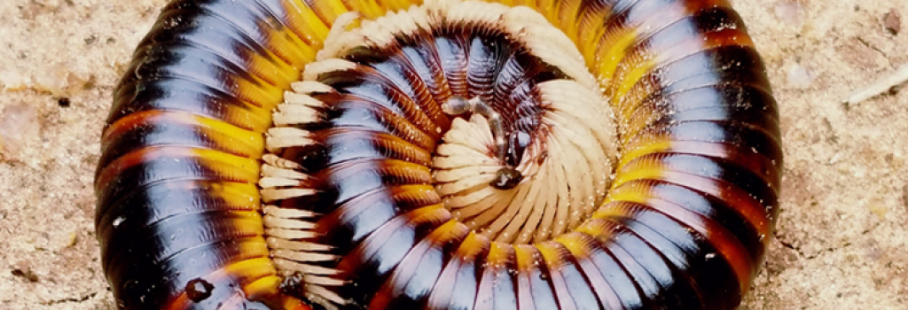 Say Goodbye to Millipedes: Effective Home Elimination Tips