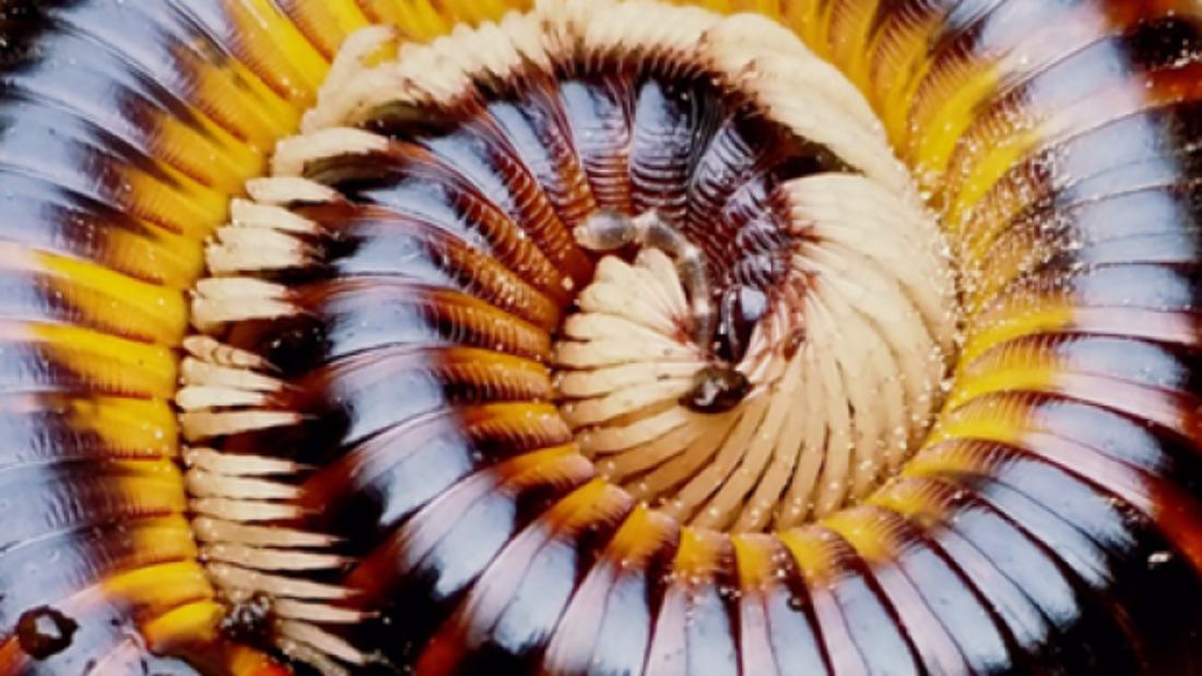 Millipedes pest control service in Los Angeles CA