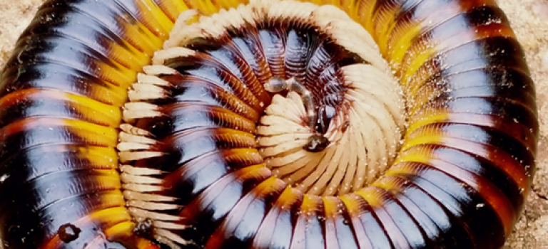 Millipedes pest control service in Los Angeles CA