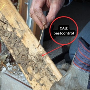 Termite Pest Control Service in Encino, California