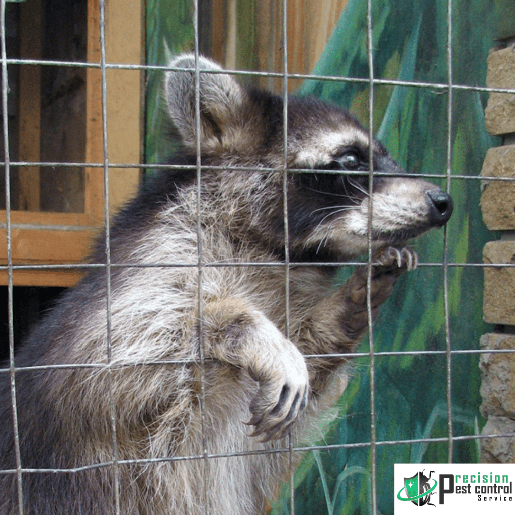 Raccoon in Pest Control Trap