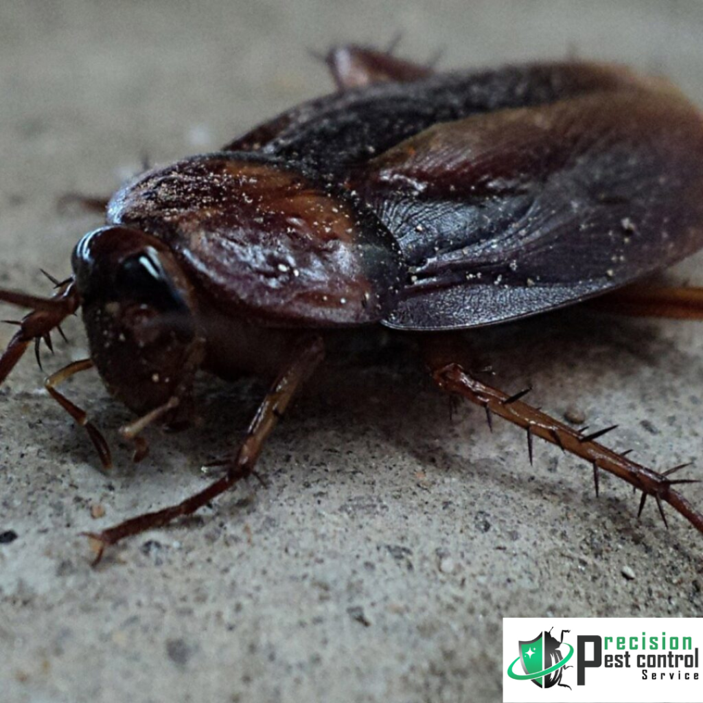 Cockroach pest control service