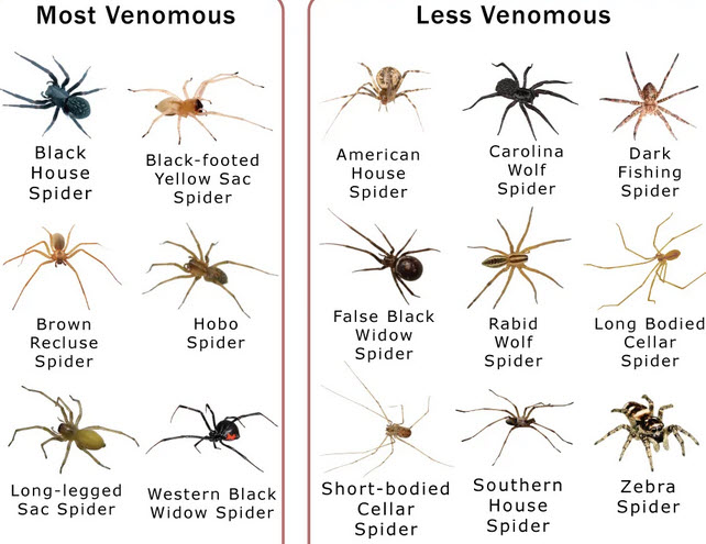 Common House Spiders