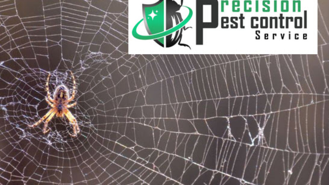 spiders pest control service in Los Angeles california