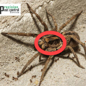 Wolf Spider